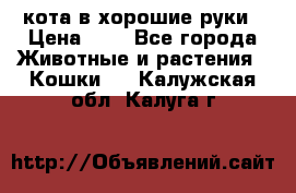 кота в хорошие руки › Цена ­ 0 - Все города Животные и растения » Кошки   . Калужская обл.,Калуга г.